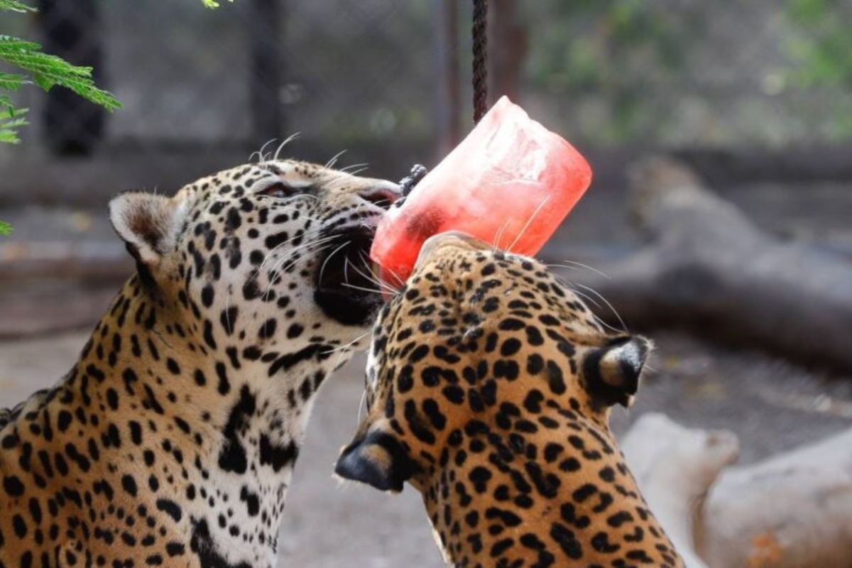 Zool&oacute;gico de Chapultepec alimenta a animales con paletas de hielo
