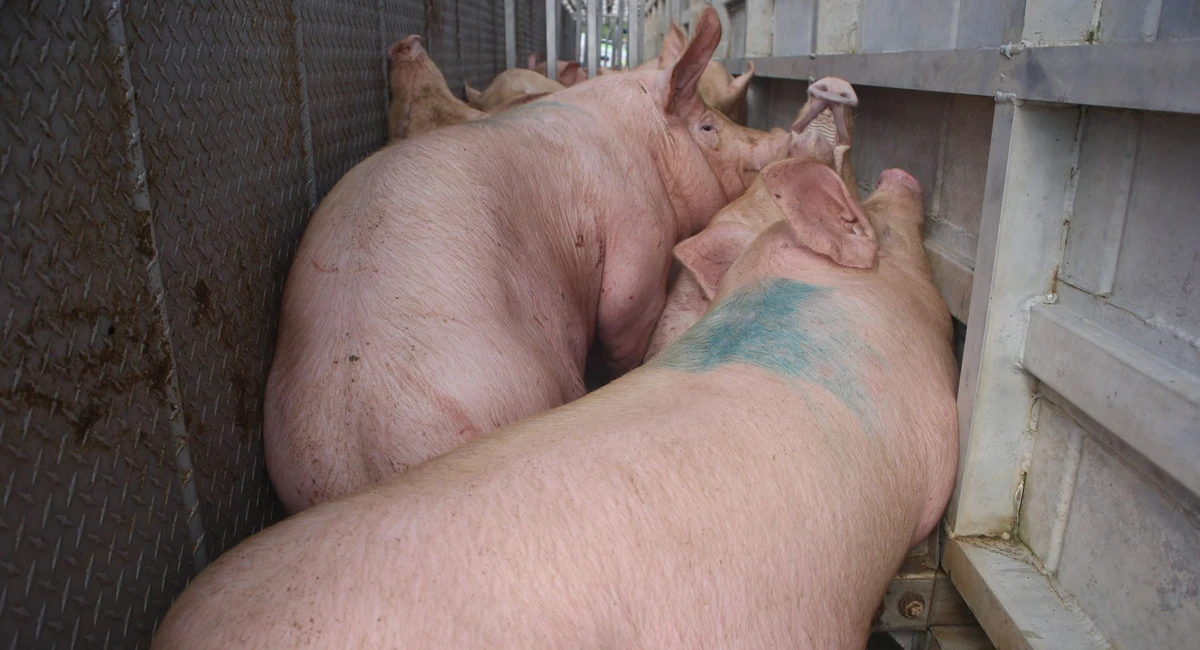 Sin aturdimiento y entre golpes: denuncian crueldad animal en el Rastro Municipal de Pachuca Foto: Cuartoscuro.
