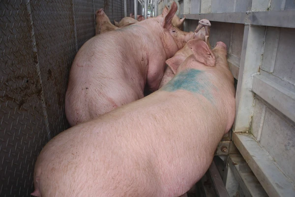 Sin aturdimiento y entre golpes: denuncian crueldad animal en el Rastro Municipal de Pachuca