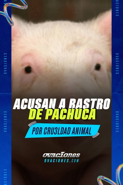 Acusan a rastro de Pachuca por crueldad animal