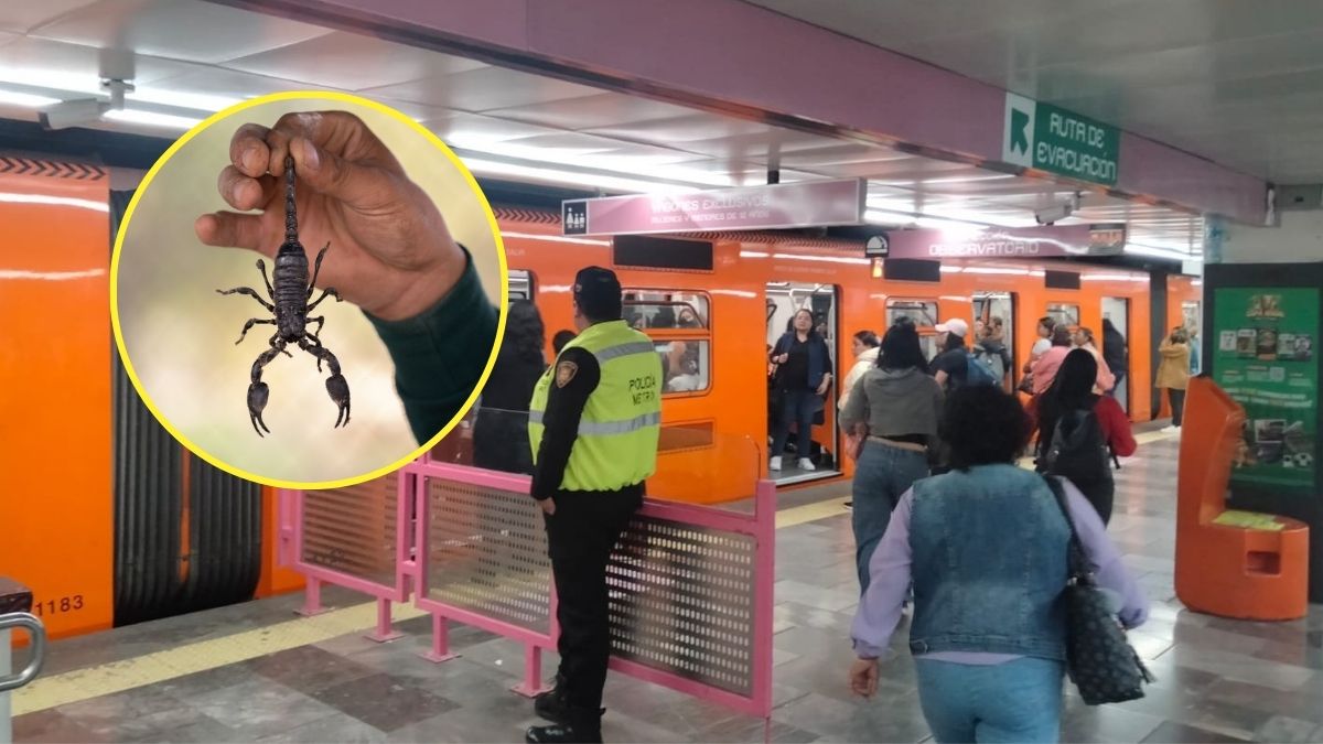 Usuarios del Metro de la CDMX en alerta por presencia de alacranes: &iquest;En qu&eacute; estaciones hay y qu&eacute; hacer en caso de picadura?