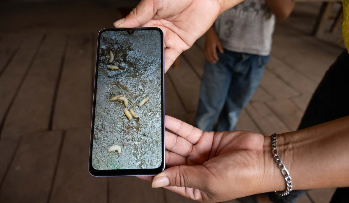 Se rompi&oacute; el cerco epidemiol&oacute;gico: Detectan primer caso humano de gusano barrenador en la Ciudad de M&eacute;xico