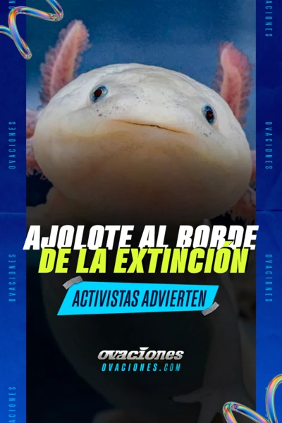 Ajolote al borde de la extinsi&oacute;n activistas advierten