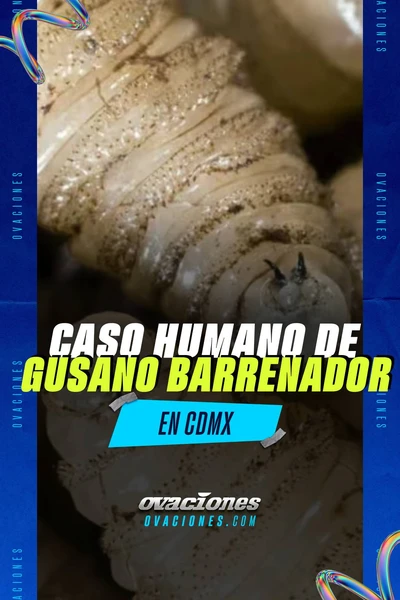 Primer contagio de gusano barrenador en la CDMX