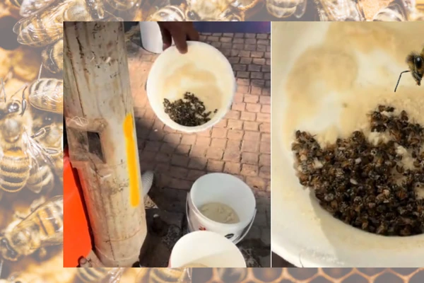 Indignación en la Condesa: denuncian envenenamiento masivo de abejas frente a Parque España