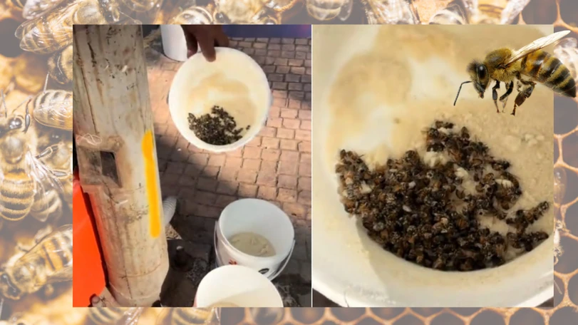 Indignaci&oacute;n en la Condesa: denuncian envenenamiento masivo de abejas frente a Parque Espa&ntilde;a