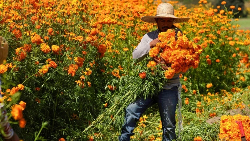En Xochimilco, productores de flor de cempas&uacute;chil adelantaron su producci&oacute;n por petici&oacute;n de gobierno de la CDMX para los preparativos del Mundial 2026. Foto: Cuartoscuro