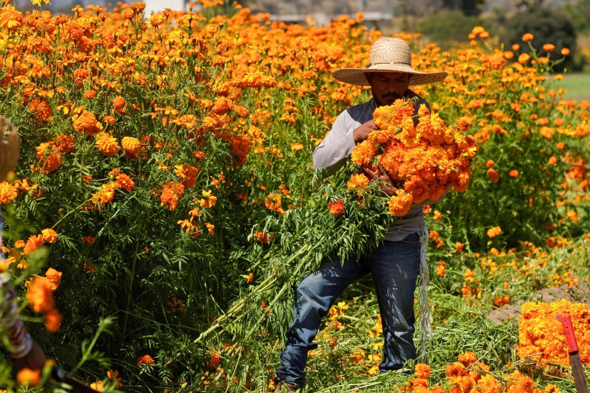 SEDEMA adelanta producción de cempasúchil para Mundial 2026 En Xochimilco, productores de flor de cempasúchil adelantaron su producción por petición de gobierno de la CDMX para los preparativos del Mundial 2026. Foto: Cuartoscuro