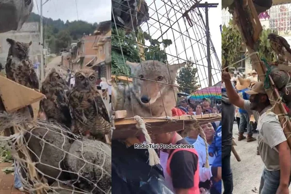 La tradici&oacute;n de Cher&aacute;n que enfrenta cr&iacute;ticas por el uso de animales silvestres