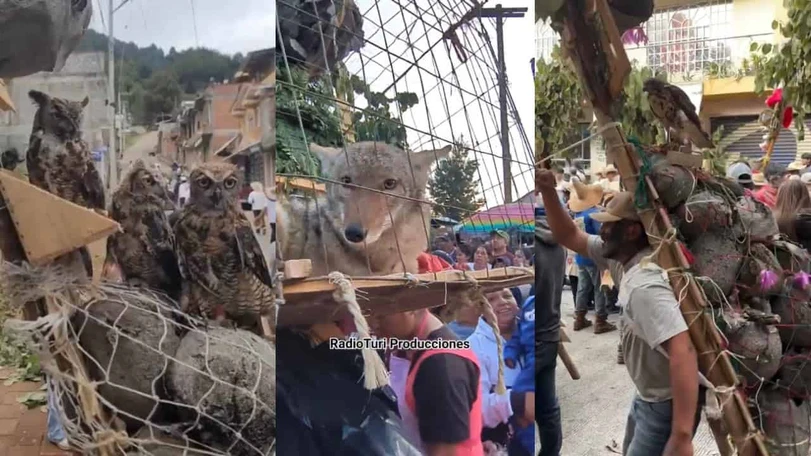 La tradici&oacute;n de Cher&aacute;n que enfrenta cr&iacute;ticas por el uso de animales silvestres
