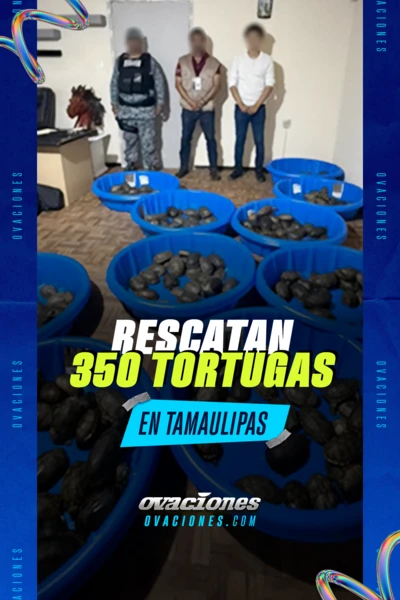 Rescatan 350 tortugas en Tamaulipas