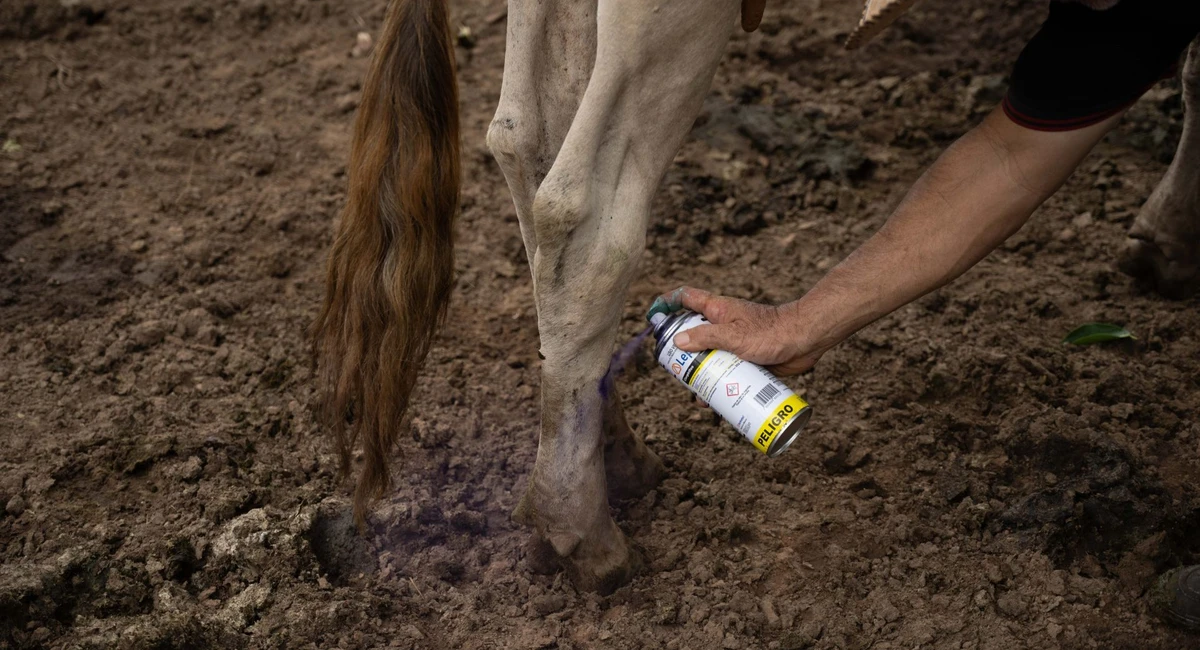 EU vincula gusano barrenador con cárteles; México insiste en estrategia sanitaria Foto: ISABEL MATEOS HINOJOSA /CUARTOSCURO