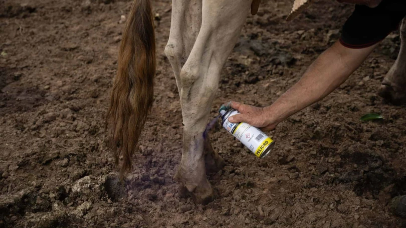 EU vincula gusano barrenador con cárteles; México insiste en estrategia sanitaria Foto: ISABEL MATEOS HINOJOSA /CUARTOSCURO