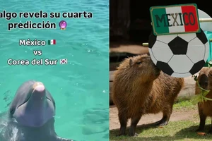 Animales predicen triunfo de M&eacute;xico vs Corea del Sur