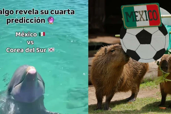Animales predicen triunfo de México vs Corea del Sur