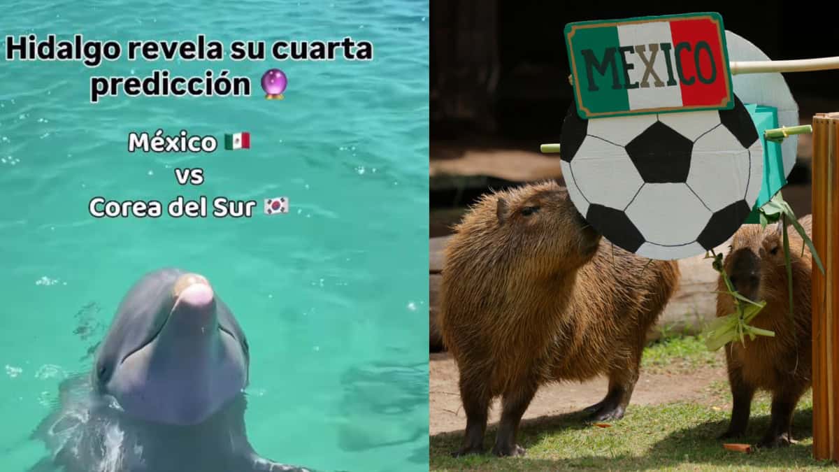 Animales predicen triunfo de México vs Corea del Sur Animales emiten predicciones sobre el partido de México vs. Corea del Sur. Fotos: Instagram @dolphindiscovery/ EFE