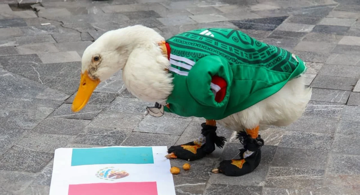 Patito Merlín predice victoria de México frente a Corea Patito Merlín no duda y dice que México ganará el encuentro contra Corea. Foto: Redes sociales