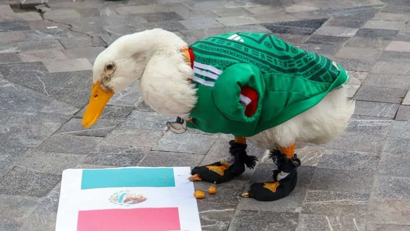 Patito Merl&iacute;n no duda y dice que M&eacute;xico ganar&aacute; el encuentro contra Corea. Foto: Redes sociales