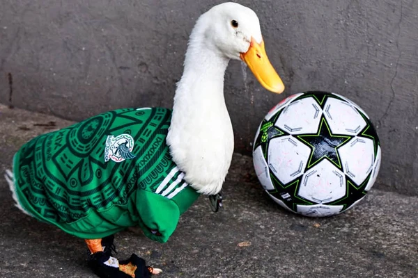Merlín, el único pato con pasillo de honor de la FIFA