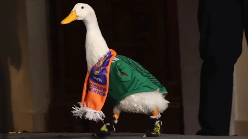 La due&ntilde;a del pato Merl&iacute;n asegur&oacute; que le robaron sus zapatitos un d&iacute;a de trabajo. Foto: Cuartoscuro