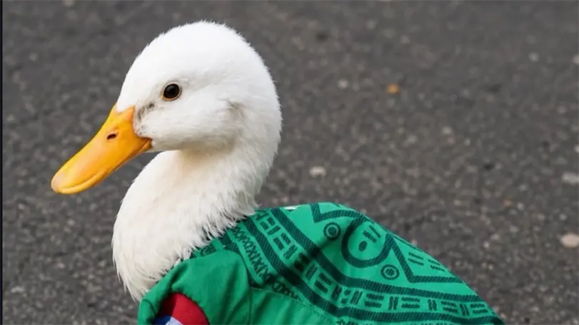 Fama del Pato Merlín preocupa a especialistas en fauna; esto advirtieron Foto: @patomerlinoficial