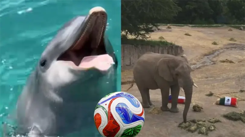 Un delf&iacute;n y un elefante lanzaron sus predicciones del ganador de M&eacute;xico vs Chequia. Foto: TikTok @dolphindiscovery/ @africamsafari/Mexsport