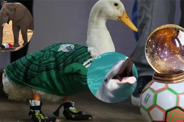 ¿Listos para la quiniela? Animales que predijeron el triunfo de México