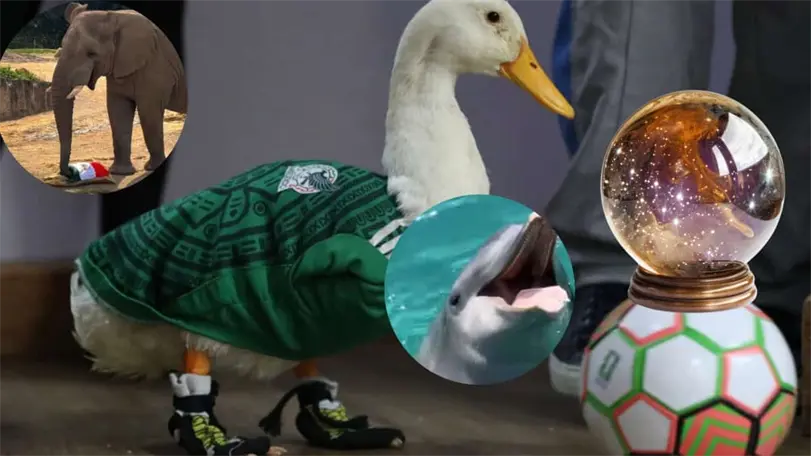 Estos son los animales que han acertado en sus predicciones del resultado de los partidos de M&eacute;xico en Mundial 2026. Foto: