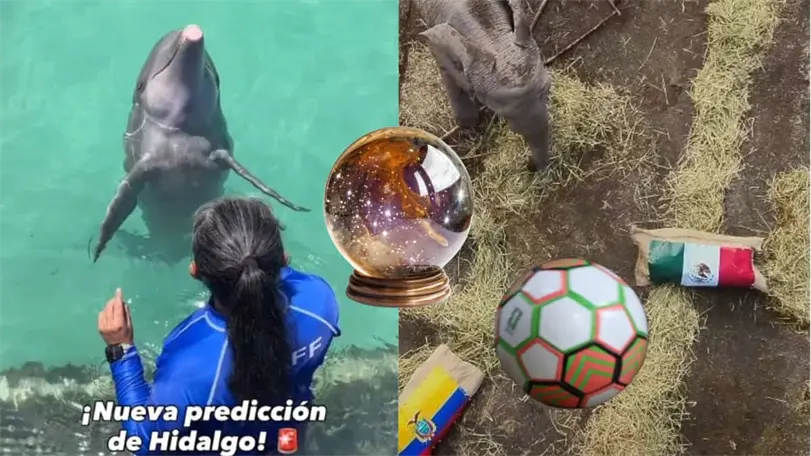 Estos son los 2 animales que lanzan su predicci&oacute;n de ganador frente al partido de M&eacute;xico vs Ecuador. Foto: Instagram @dolphindiscovery/ @africamsafaripuebla