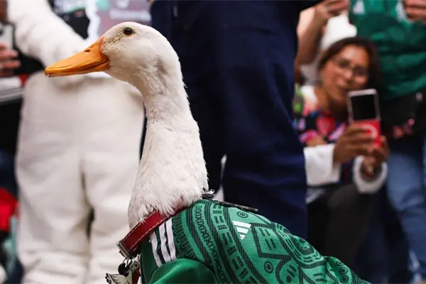 ¿Los animales influencers también deberían cobrar? Proponen la Ley Merlín