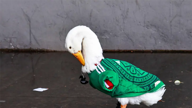 Advierten que sobreexposición del pato Merlín puede dañarlo El Pato Merlín puede sufrir daños por tanta exposición. Foto: Aracely Martínez