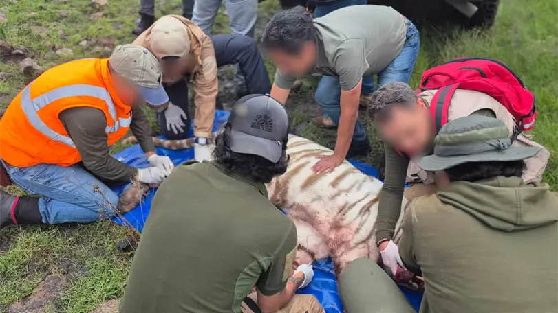 Reportan muerte de tigre de bengala blanco que estaba suelto en Tepetlaoxtoc, Edomex Kenzo llevaba cinco días en las calles del municipio del Edomex. Foto: Profepa