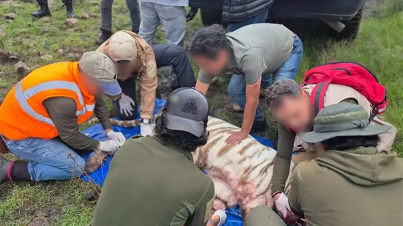 ¿Por qué murió Kenzo? La cronología del rescate del tigre de Bengala Kenzo el tigre de bengala. Foto. Profepa.
