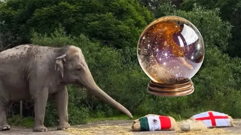 Estos son los animales a los que podr&iacute;as confiarle tus apuestas en el M&eacute;xico vs Inglaterra. Foto: Instagram @africamsafari