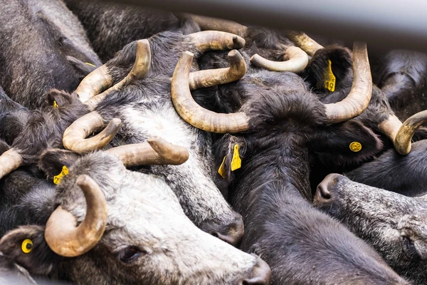 Caparica: la vida que el toro sostiene