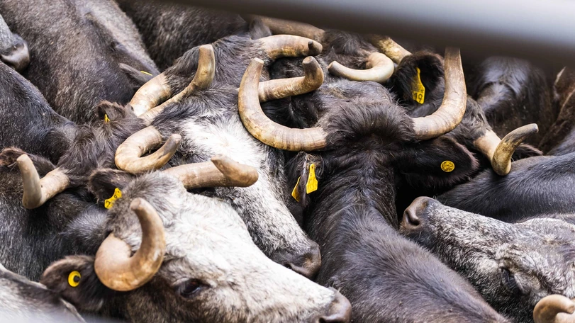 La ganader&iacute;a mexicana es muy importante para las corridas de toros. Foto: NTR Toros