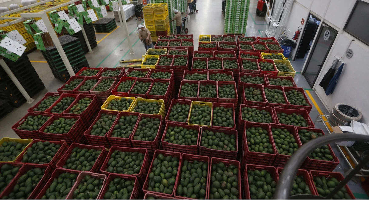 El Super Bowl contará con 10.000 toneladas de aguacates de Jalisco MEX6179. CIUDAD GUZMÁN (MÉXICO), 12/02/2023.- Fotografía de aguacate empacado el 11 de febrero de 2023, en el municipio de Ciudad Guzmán, estado de Jalisco (México). Productores de aguacate de Jalisco (oeste de México) exportarán por primera vez en seis años al menos 10.000 toneladas de su producto a Estados Unidos para satisfacer la demanda de esta fruta entre los aficionados del Super Bowl, la máxima fiesta del fútbol americano, que será realizada este domingo. EFE/ Francisco Guasco