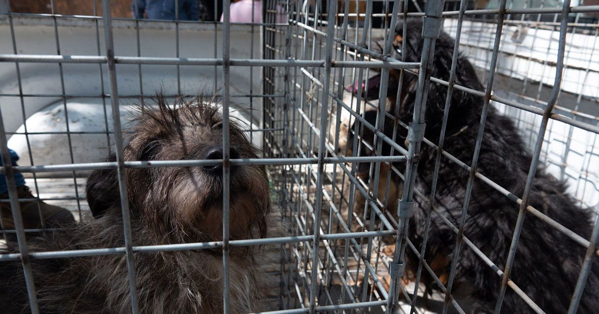 Aprueban que maltrato animal se persiga de oficio en la CDMX CIUDAD DE MÉXICO, 22 SEPTIEMBRE2022.- Durante el desalojo de un predio, ubicado en la colonia Observatorio, más de un treintena de perros fueron encontrados en condiciones deplorables e insalubres. Entre excrementos, gusanos, cucarachas e incluso resto de los mismo animales que habían sido comidos por los otros canes fue que se les liberó. Los vecinos comentaron que la situación tiene desde 2014 y a pesar de las múltiples denuncias a las autoridades, en ningún momento hubo respuesta o acción. Asimismo, no hubo detenidos por el delito de maltrato ya que sólo existía la orden de desalojo. Por otro lado, habitantes de un predio ubicado en General Victoriano Zepede 38, en donde también habita una de las responsables, denunciaron que ahí se encuentran hacinados otros 15 canes en condiciones similares. Autoridades de la alcaldía Miguel Hidalgo, vecinos y Brigada de Vigilancia Animal fueron quienes se hicieron responsables del traslado de los caninos.
FOTO: GALO CAÑAS/CUARTOSCURO.COM