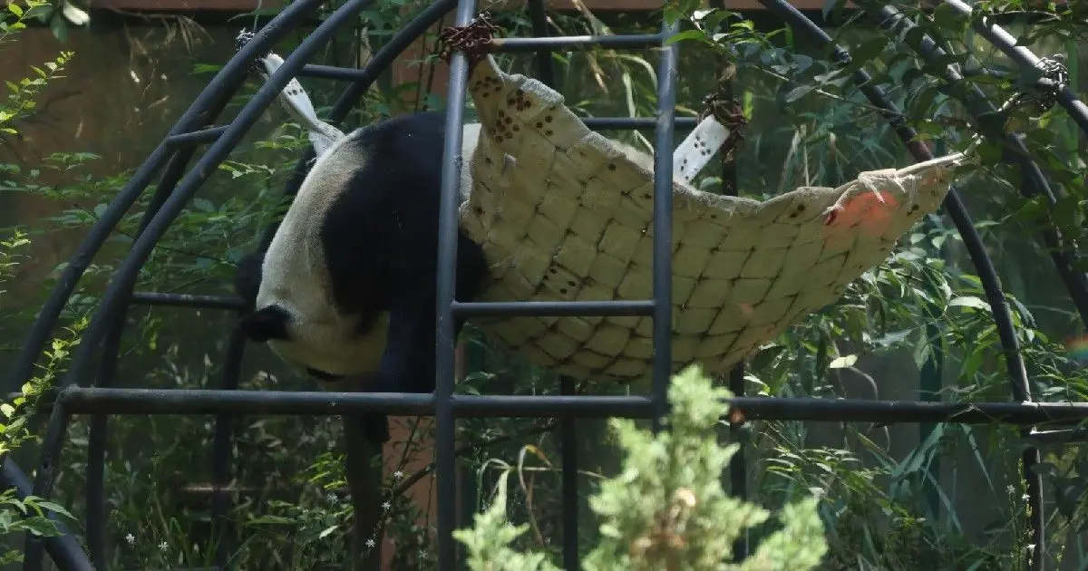 Turistea en el Zoológico de Chapultepec En el zoo de Chapultepec vive Xin Xin, uno de los tres únicos pandas del mundo que no pertenecen a China /David Deolarte/La Prensa