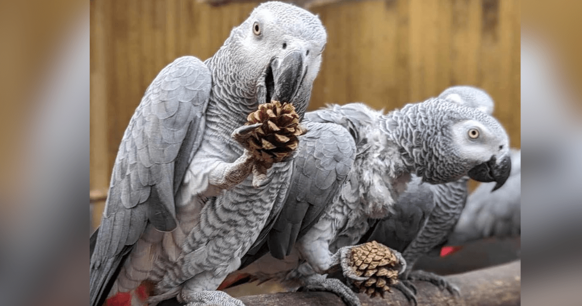 Loros africanos en Reino Unido aprenden malas palabras y causan revuelo en el zoológico ¡Los quieren educar! Foto:FB/Lincolnshire Wildlife Park
