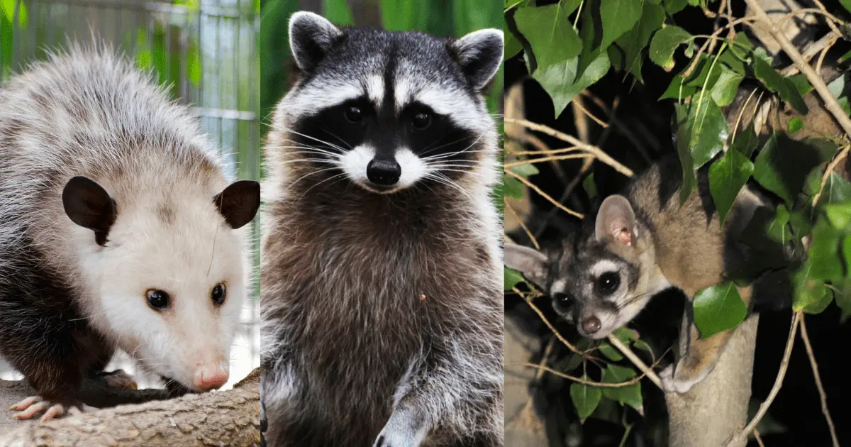 Tlacuaches, mapaches y cacomixtles, tesoros de la fauna urbana de la CDMX ¿Sabes diferenciarlos? Foto: Luis Carbayo /Cuartoscuro.com