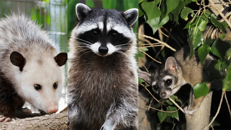 Alertan legisladores la importancia de proteger a la fauna urbana. Foto: Archivo Ovaciones.