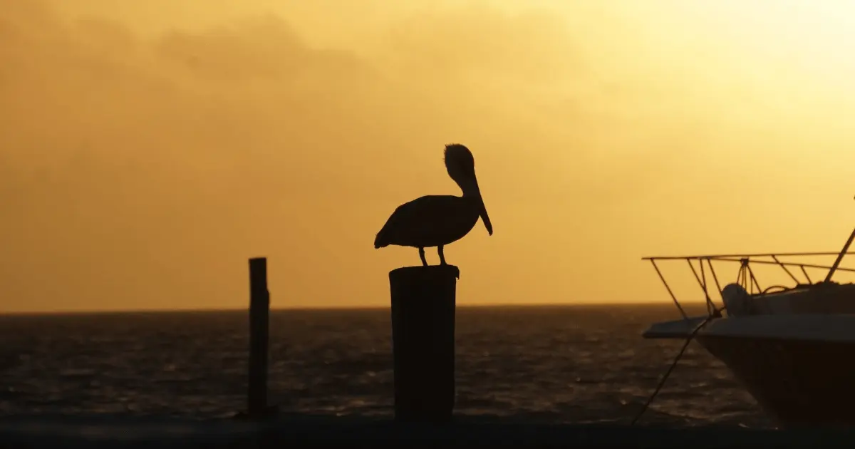 Vacaciones de Verano 2024: ¿Cuánto cuestan las casetas para ir a Puerto Escondido desde la CDMX? Foto: Cuartoscuro.com