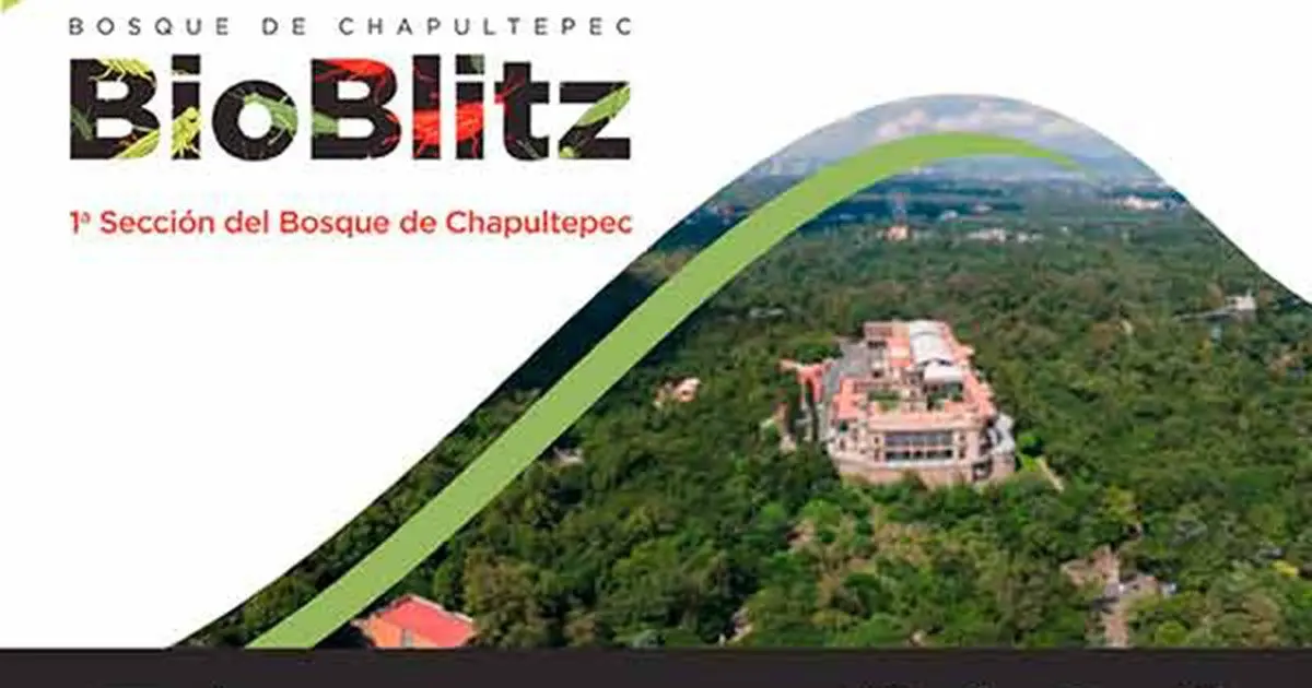 Chapultepec revela su riqueza: Investigadores identifican 27 nuevas especies Foto: Cortesía UNAM