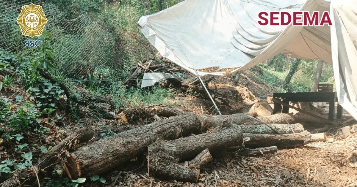 Descubren tala ilegal y animales maltratados en área protegida de Álvaro Obregón Foto: Cortesía SEDEMA