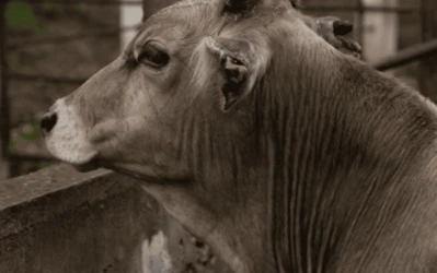 Estados Unidos suspende exportaci&oacute;n de ganado a M&eacute;xico por gusano barrenador