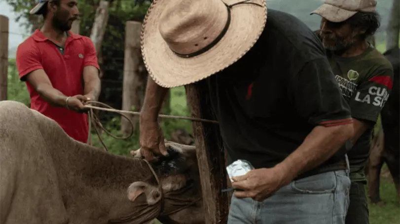 Gobierno alista planta contra gusano barrenador; buscan reabrir frontera ganadera La nueva planta de mosca estéril en Chiapas busca fortalecer el combate al gusano barrenador y recuperar las exportaciones ganaderas hacia Estados Unidos. Foto: Archivo